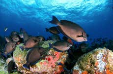 Bautismo de buceo en el Parque Nacional Marino Fernando de Noronha