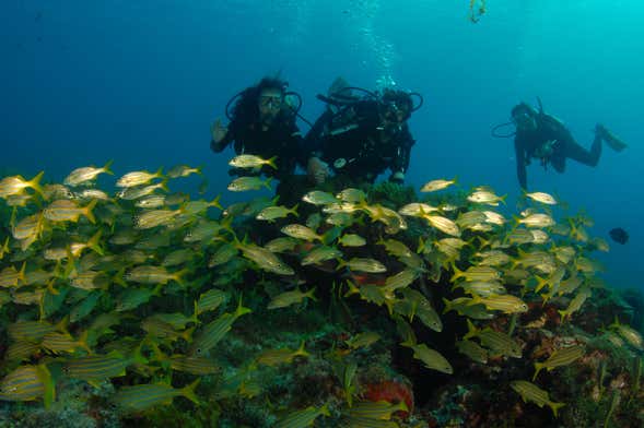 Mergulho em Fernando de Noronha