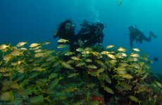 Mergulho em Fernando de Noronha
