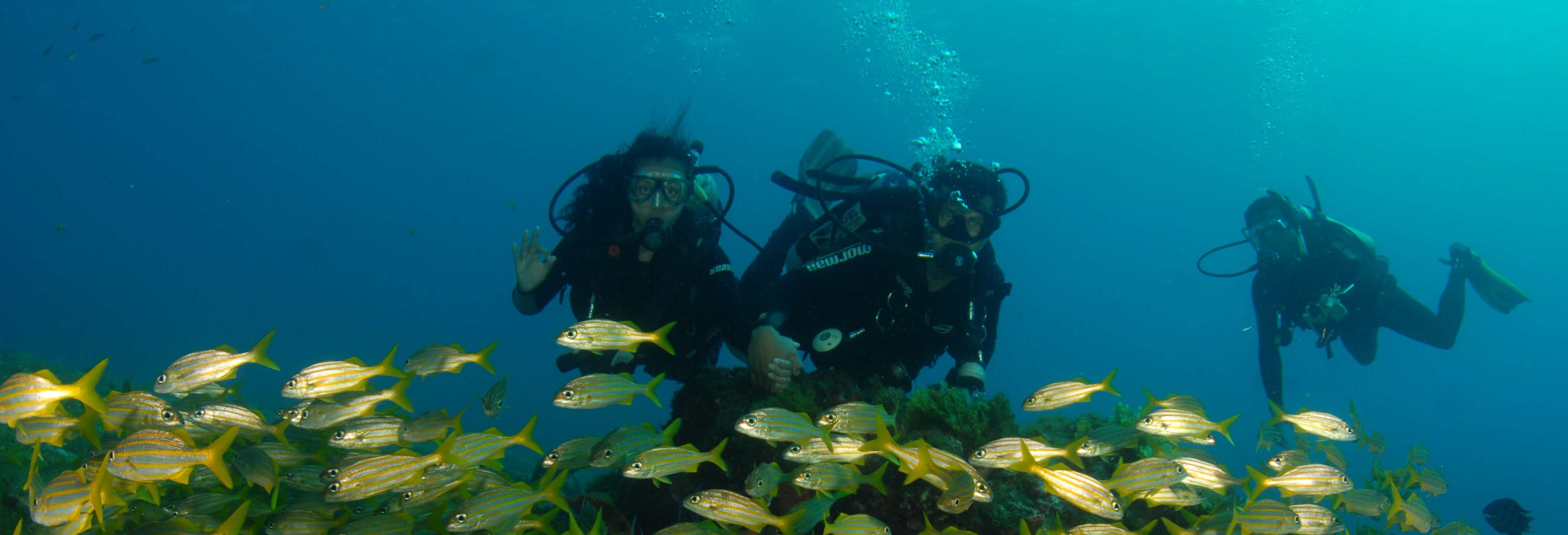 Diving in Fernando de Noronha