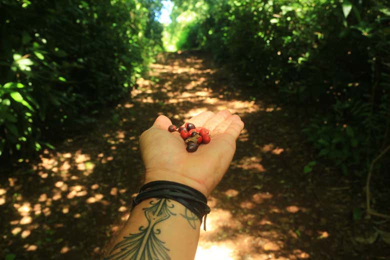 Caminhando no meio da natureza