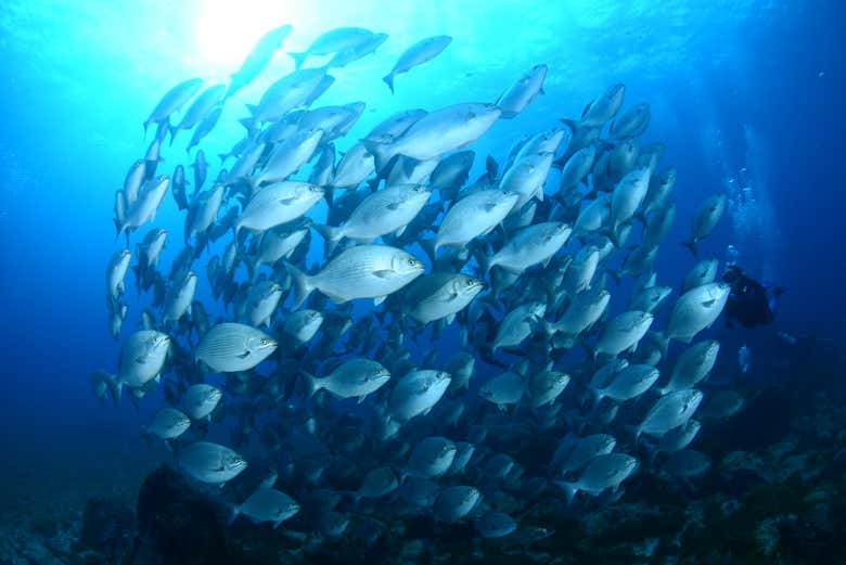 Fish under the sea