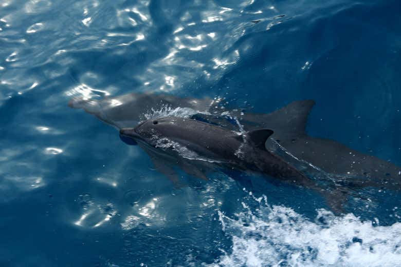 Watching the dolphins