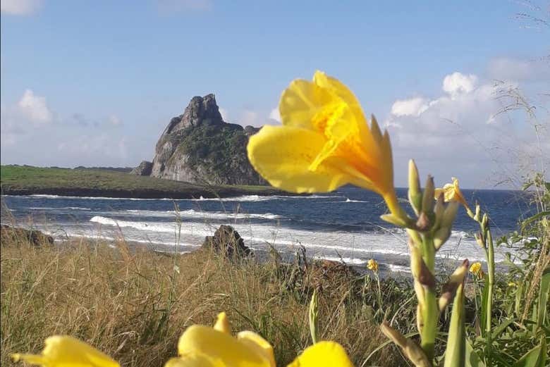 Flora da região de Fernando de Noronha