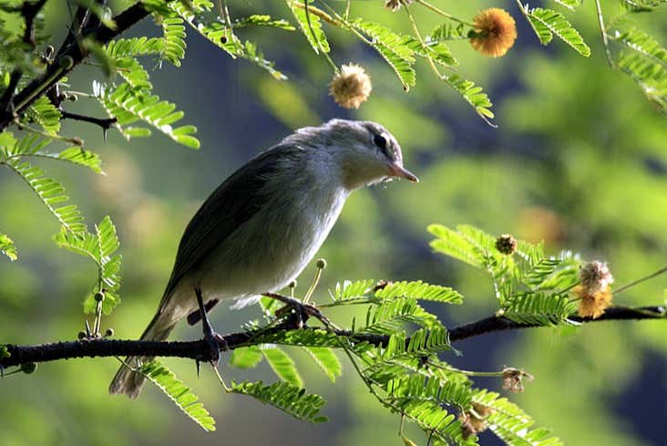 Fauna da Baía dos Golfinhos