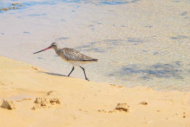 Conhecendo a fauna local