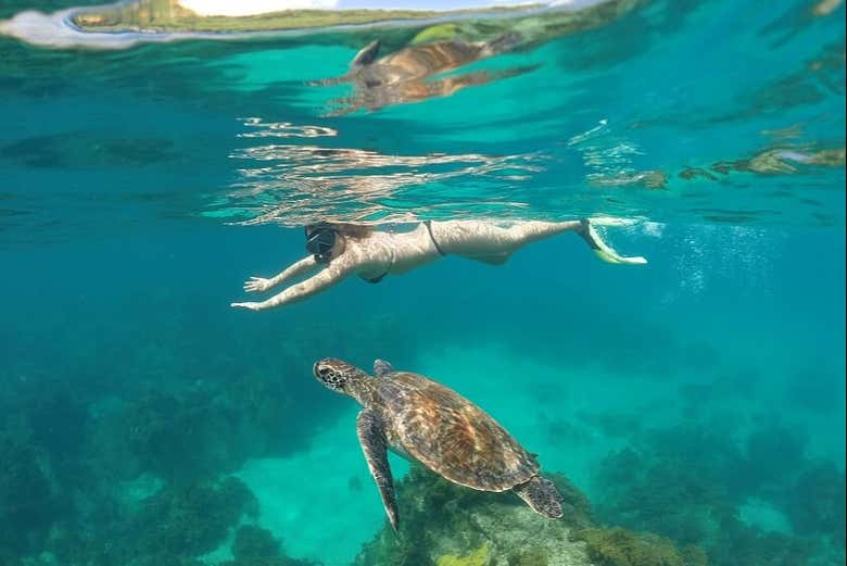 Fauna marinha em Fernando de Noronha