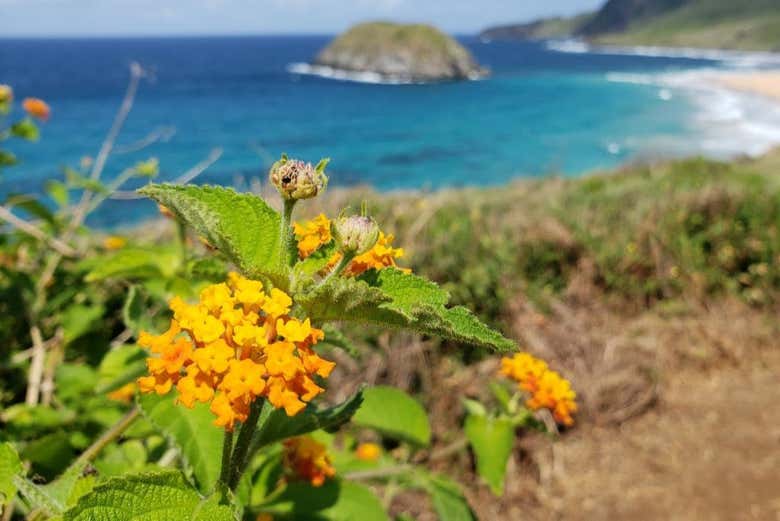 Flores no caminho da Costa Azul