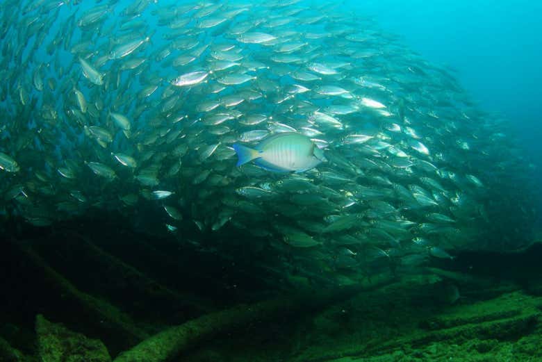 See a great variety of sea life