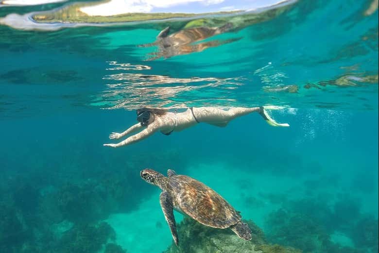 Mergulho livre com tartarugas-marinhas em Fernando de Noronha