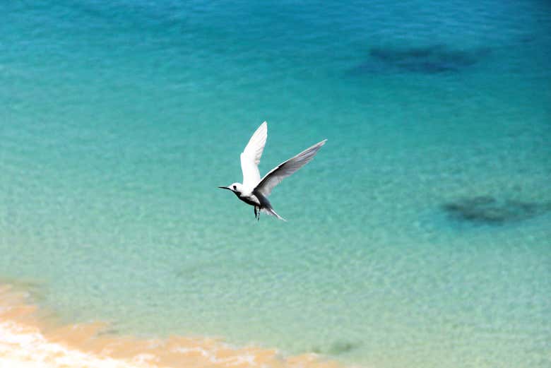 Passáro sobrevoando a praia