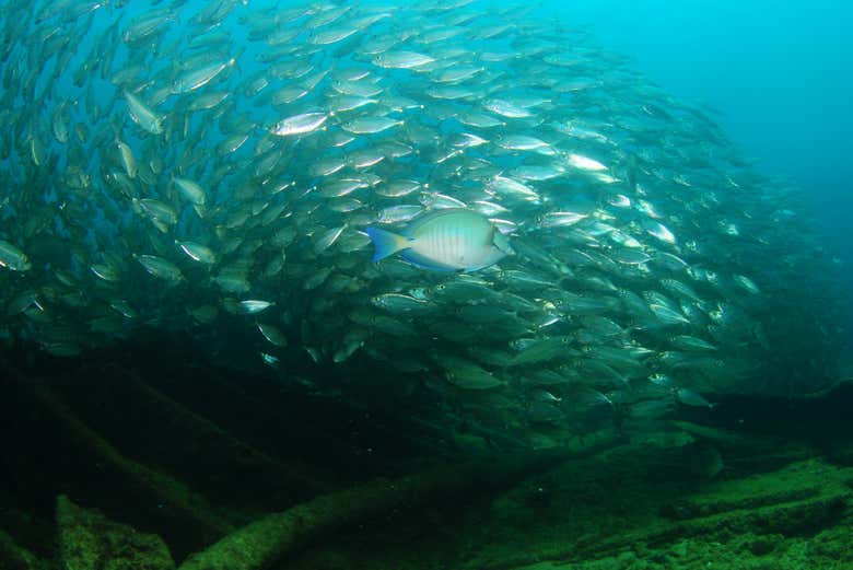 Veremos muitas espécies marinhas!