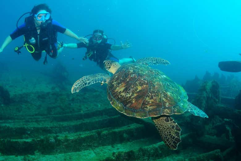 Spot some turtles if you're lucky!