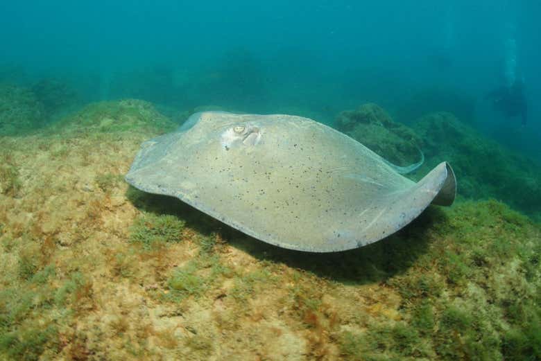 Search for sting rays