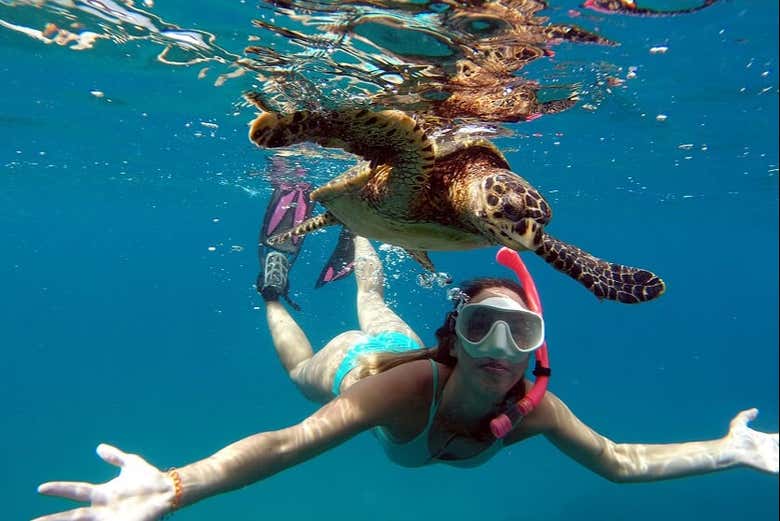 Praticando snorkel junto com a fauna local
