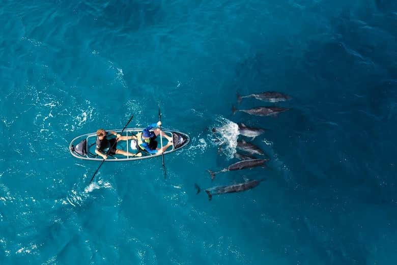 Se tivermos sorte, seremos acompanhados por golfinhos