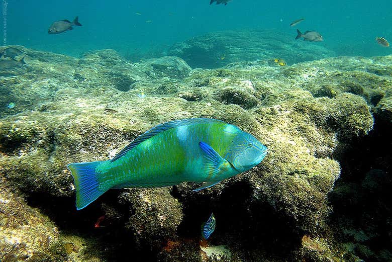 Fauna de Fernando de Noronha