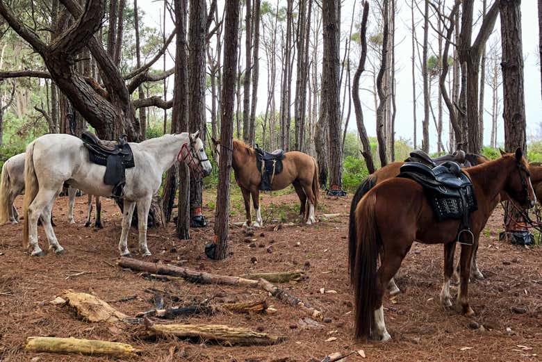 Say hello to the friendly horses who will accompany us