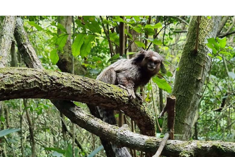 Look out for animals