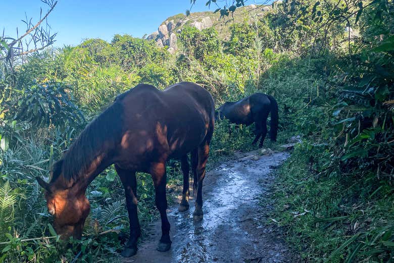 Vous rencontrerez des animaux en chemin