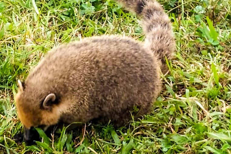 Conhecendo a fauna local
