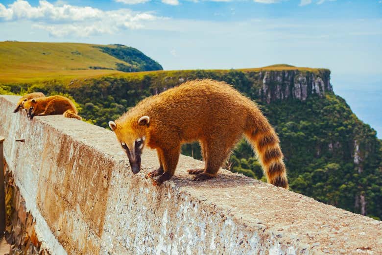 Fauna da Serra Rio do Rastro