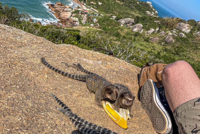 Vous pourrez voir des singes