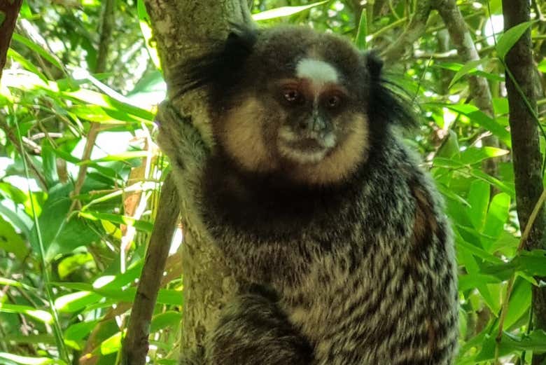 Um macaco titi na trilha