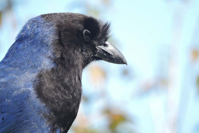 Uma urraca azulada