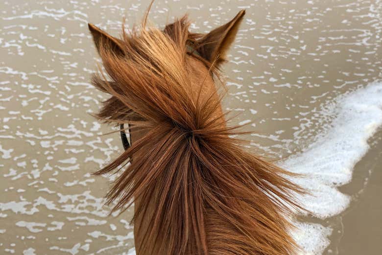 You'll love the horses