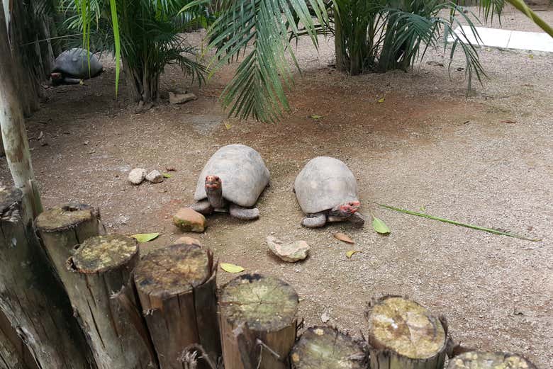 Tartarughe allo zoo di Pomerode
