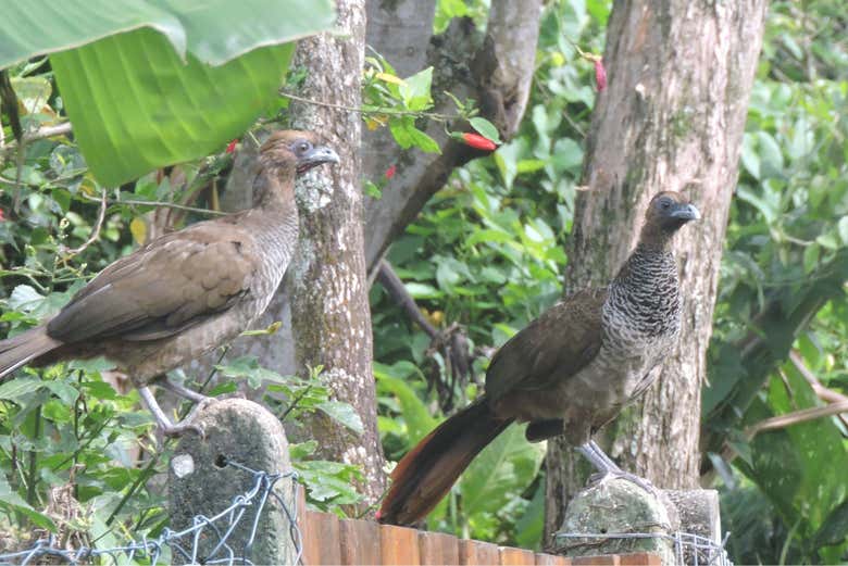 Spot birds native to Florianópolis