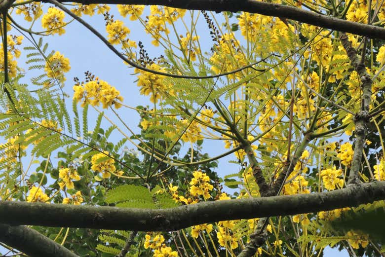Discover the area's flora up close