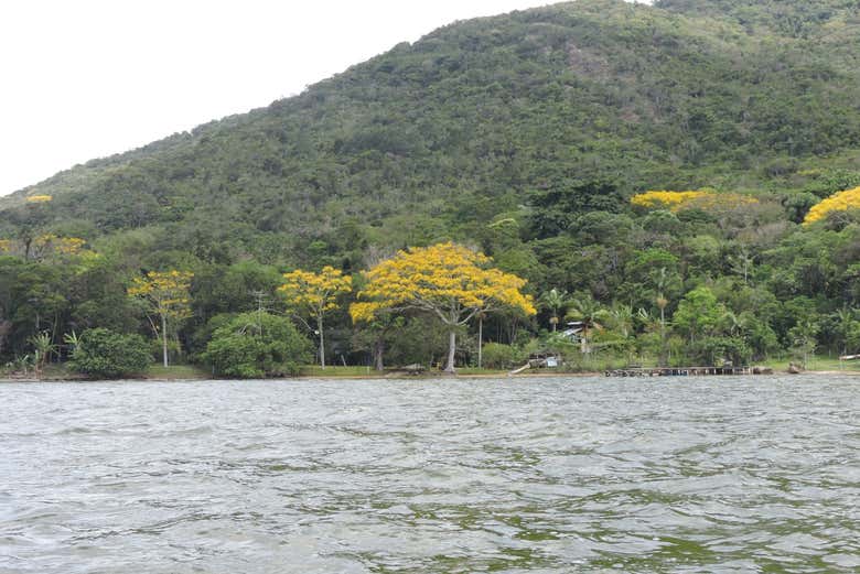 Floración de los árboles garapuvus