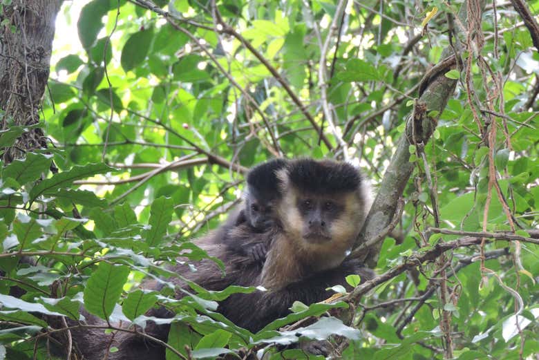 Say hi to the friendly monkeys!