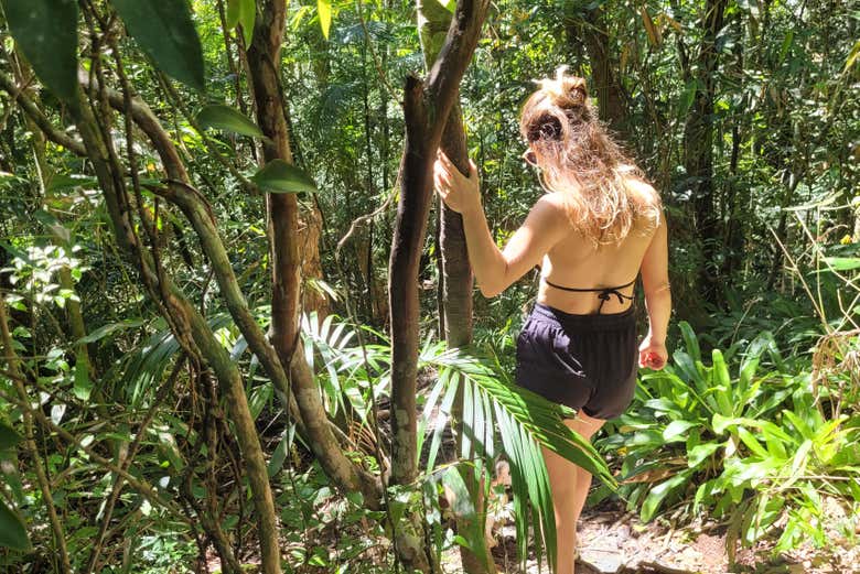 Hike through areas of the Mata Atlântica