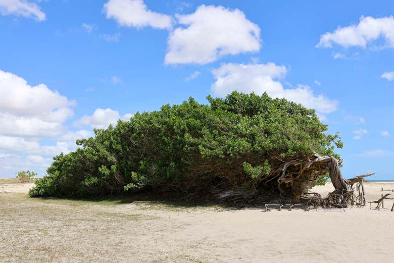 See the Árvore da Preguiça, a tree with a unique shape