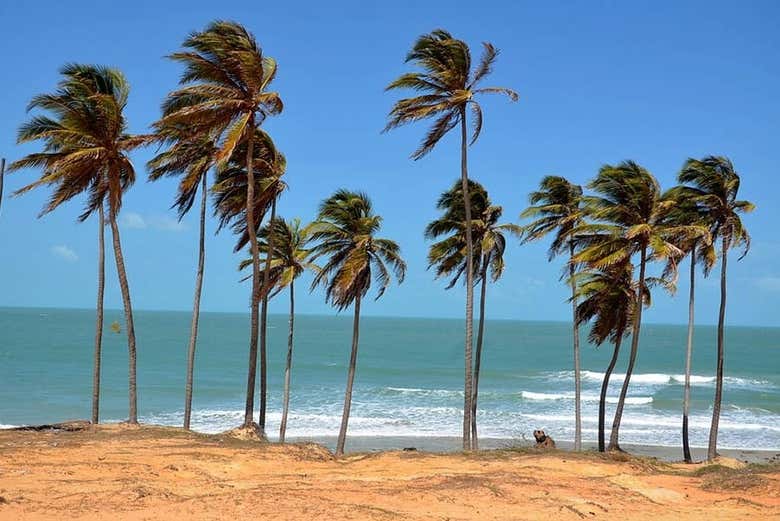 Palmeras de la playa