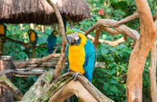 Parque das Aves Ticket