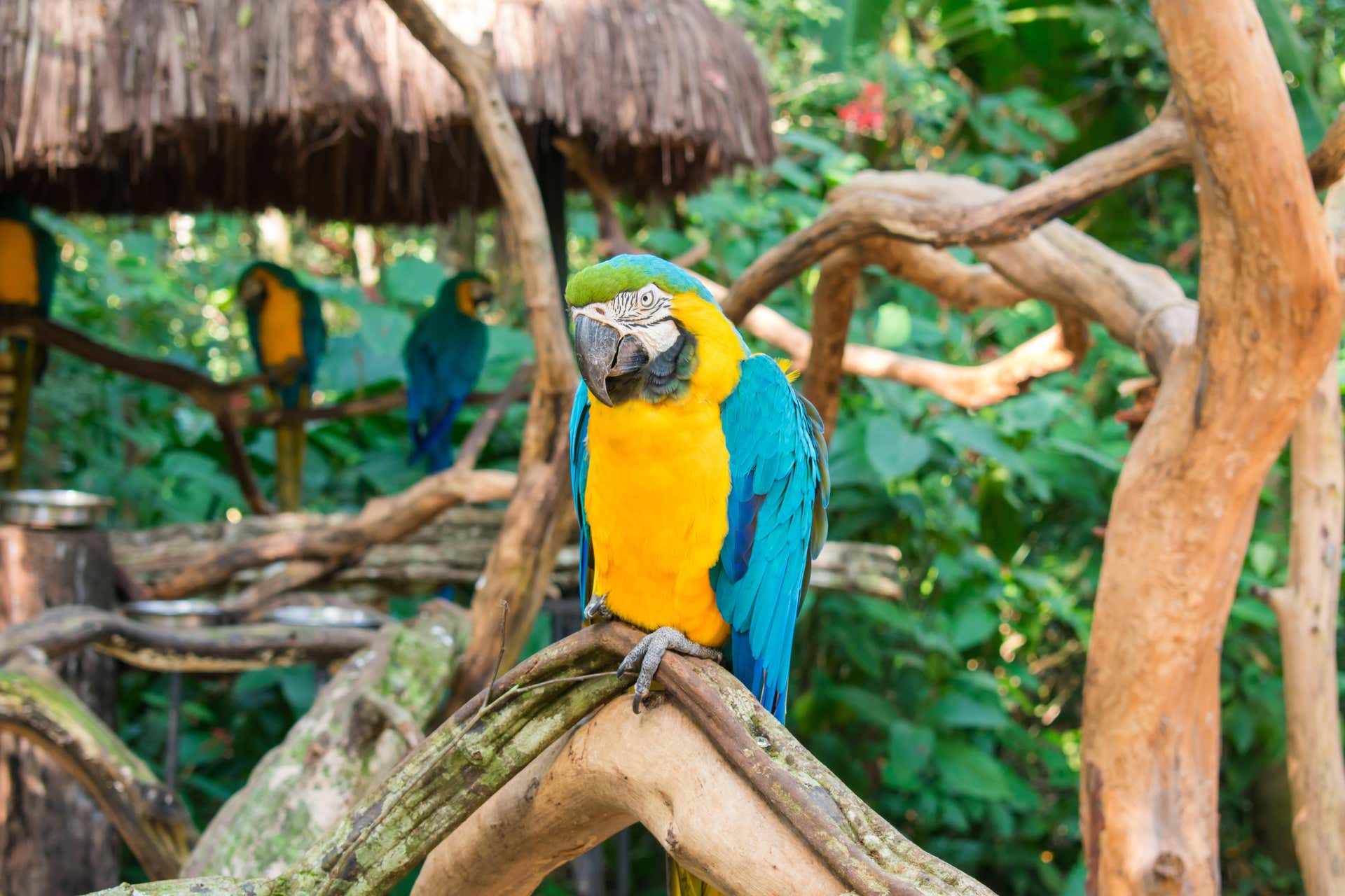 Entrada al Parque das Aves