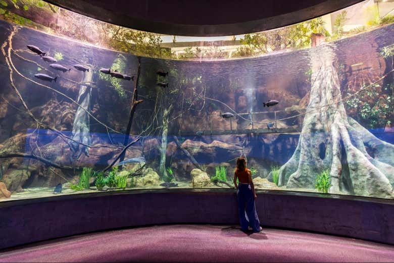 Descubriremos la belleza del fondo del mar en Aquafoz