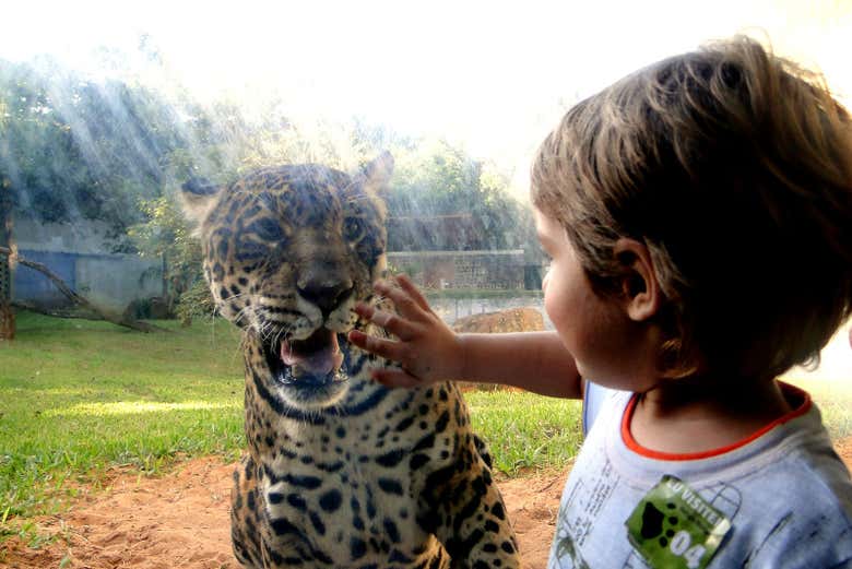 Conhecendo os animais