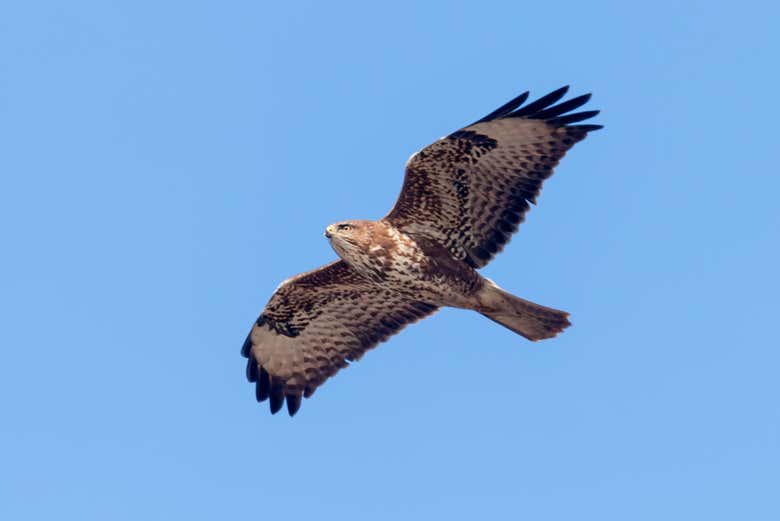 Un rapace en plein vol