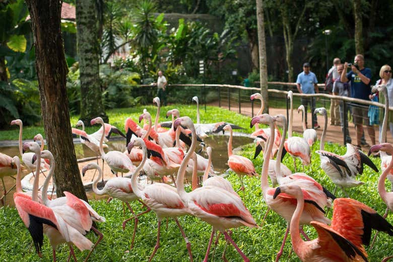 Flamingos no Parque das Aves