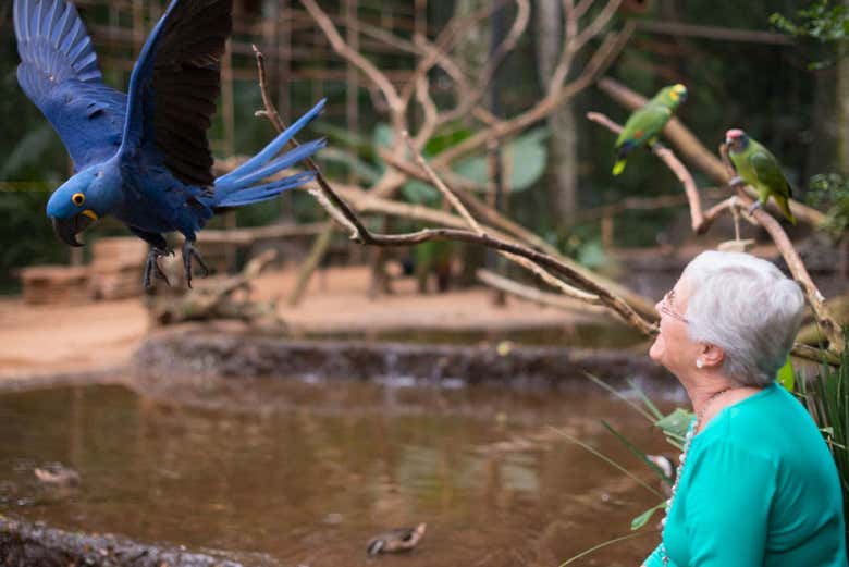 Observando de cerca un guacamayo