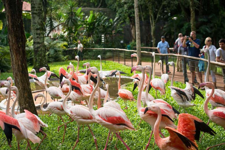 Fotografiando los flamencos del Parque de las Aves