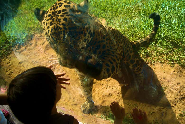 Interagindo com o jaguar