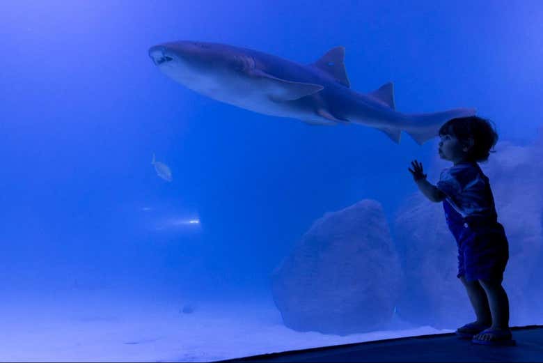 Un niño viendo un tiburón en Aquafoz