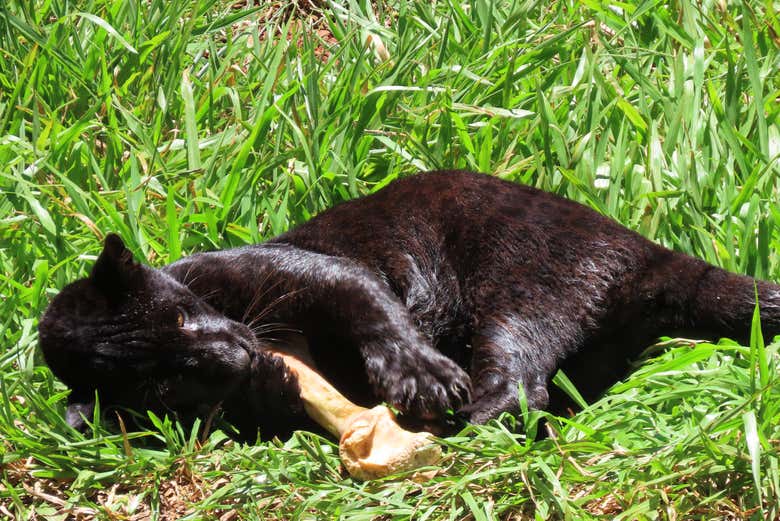 Panther in Itaipu