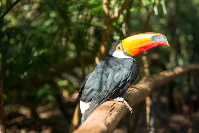 Tucano no Parque Nacional do Iguaçu